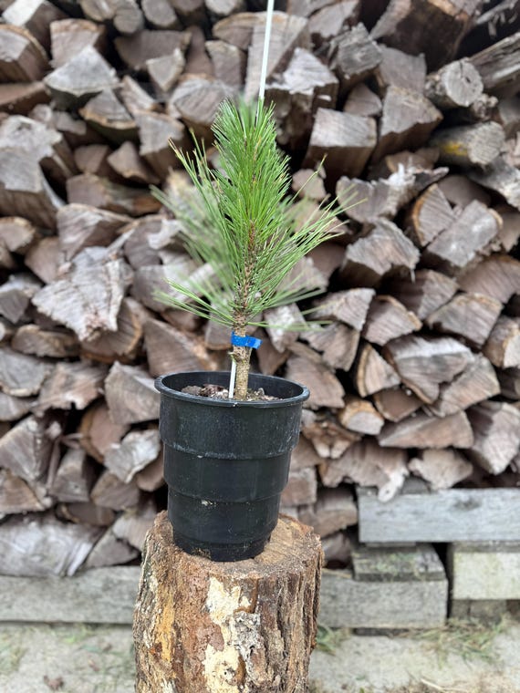 Arnold Sentinel Pine Tree: Pinus Nigra, Upright Evergreen, 1 Gallon