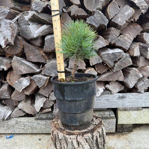 May include: A small potted pine tree with vibrant green needles. The tree is in a black plastic pot, sitting on a tree stump. A wooden ruler is placed next to the tree, measuring approximately 14 inches in height. The background features a stack of firewood.