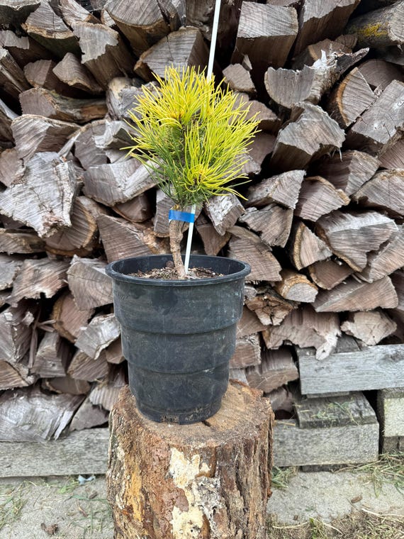 Carstens Gold Mugo Pine, Pinus mugo, 1 Gallon