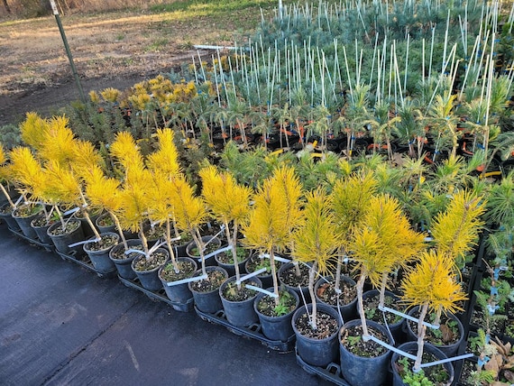 Chief Joseph Lodgepole Pine: Golden Winter Evergreen (1 Gallon)