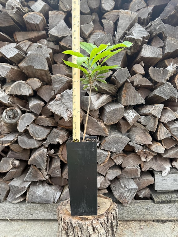 Pawpaw Fruit Tree: Asimina Triloba - Tropical Tasting Native Plant