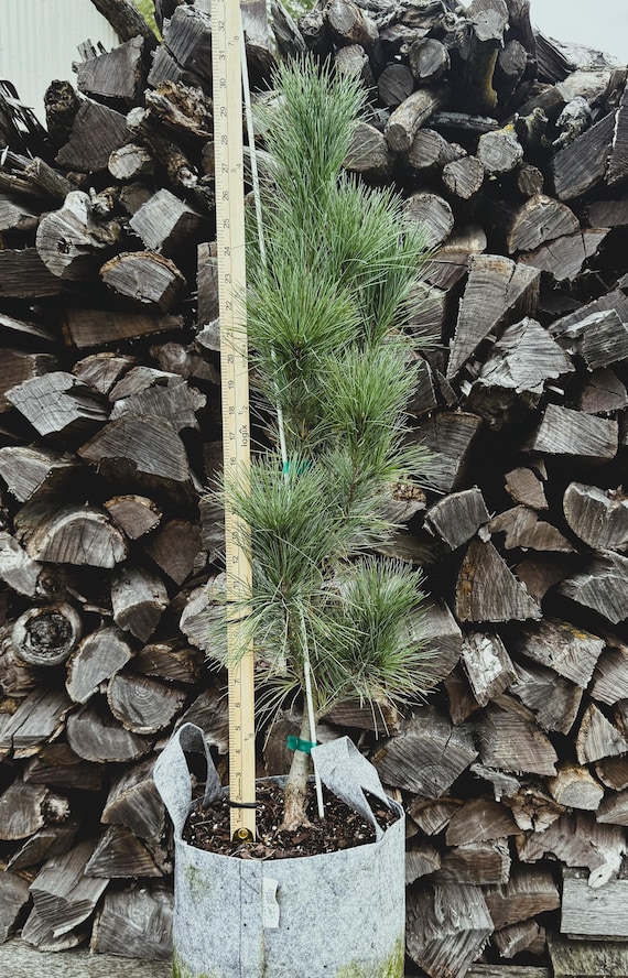 Pinus strobus ‘Stowe Pillar’ Eastern White Pine, 3 gallon