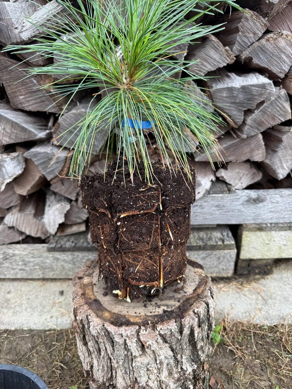 Wiethorst Hybrid Pine, Pinus x schwerinii 'Weithorst', 1 gallon