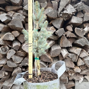 May include: A small blue spruce tree in a gray fabric pot, with a wooden ruler next to it. The tree is approximately 18 inches tall. The pot has handles and sits in front of a stack of firewood.