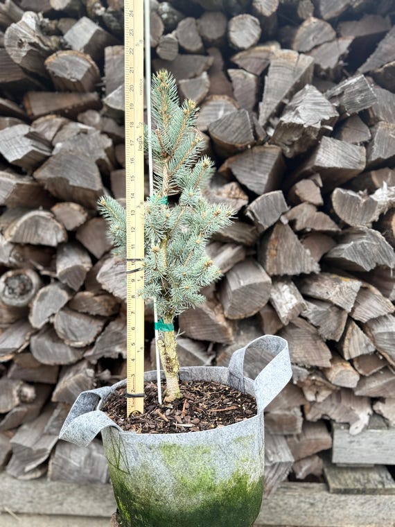 Totem Pole Blue Spruce: Picea Pungens, Columnar Evergreen (3 Gallon)