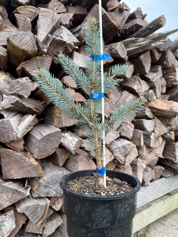 Fat Albert Blue Spruce - Picea Pungens, 1 Gallon