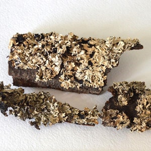 dry lichen on bark nature rare find, dried lichen real organic natural material for decor and epoxy, tiny terrarium plant mini fairy garden