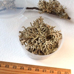 dry lichen for resin and decoration for creativity, forest lichen dried real organic natural material for decor and epoxy, terrarium plant