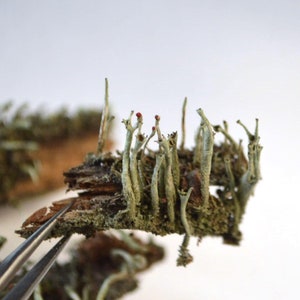 dry lichen on bark nature rare find, dried lichen real organic natural material for decor and epoxy, tiny terrarium plant mini fairy garden