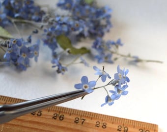dry forget-me-nots flowers blue for resin and decoration for creativity, small wildflowers real dried forget me nots tiny flowers