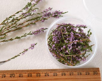 dried heather flowers for resin and decor, purple lilac pink wildflowers forest, Dried pressed flowers forest plants, flowers for crafts DIY
