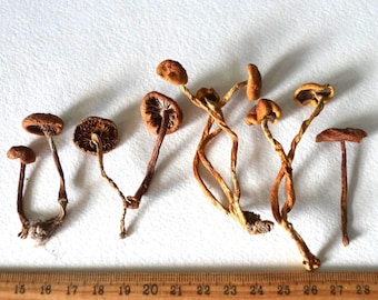 Dry Mushrooms for resin and decor, tiny mushrooms set of 10 for Fairy gardens hobby crafts, terrarium plants Wild Forest fungus Craft sipply