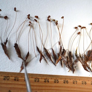 May include: A close-up of a collection of dried brown plant stems with small brown seed pods at the end. The stems are arranged in a row on a white surface with a ruler measuring 30 inches.