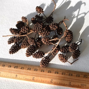May include: A collection of brown dried birch cones, arranged on a white surface with a wooden ruler for scale. The cones are approximately 5 cm in length.