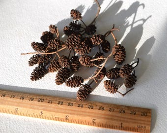 Elzenkegels drogen kleine kegels Feeënhuisdecor, minikegels voor hars, miniatuurkegels natuur ambachtelijke levering Gedroogd herfstdecor Grondstof bos