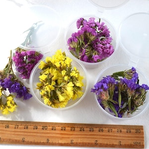 Könnte beinhalten: Getrocknete Blumen in Lila und Gelb werden in transparenten, runden Behältern mit Deckeln präsentiert. Ein Holzlineal mit Zentimetermessungen liegt darunter, um die Größe der Blumen zu veranschaulichen.