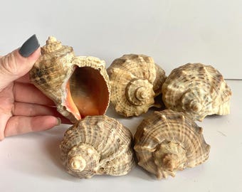 May include: Five brown and white seashells with a spiral pattern. One shell is open, revealing a pink interior.