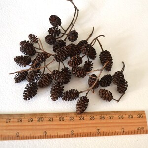 May include: A collection of brown dried alder cones on twig branches, measured with a ruler in centimetres.