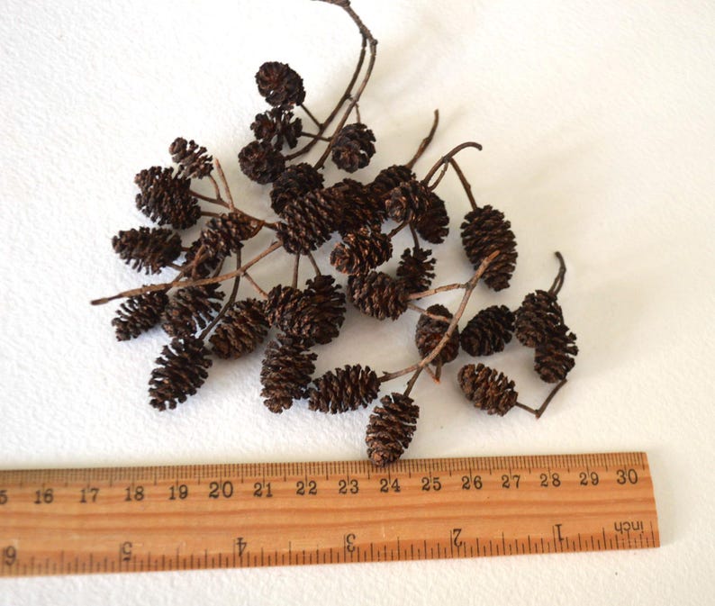 May include: A collection of brown dried alder cones on twig branches, measured with a ruler in centimetres.