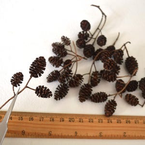 May include: A close-up of a branch of dried alder cones, with a ruler in the background. The cones are brown and have a rough texture. The ruler is marked with inches.