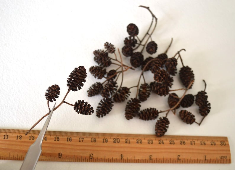 May include: A close-up of a branch of dried alder cones, with a ruler in the background. The cones are brown and have a rough texture. The ruler is marked with inches.