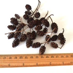 May include: A cluster of brown dried alder cones, arranged on a white surface with a wooden ruler measuring 76 cm.