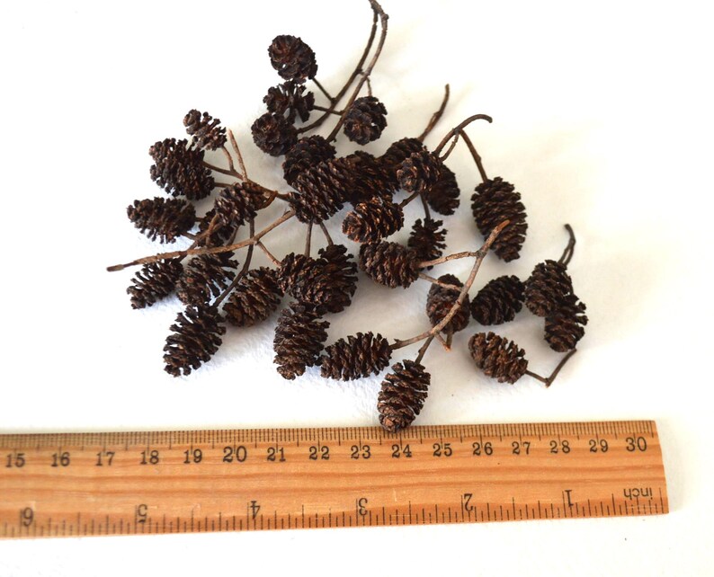 May include: A cluster of brown dried alder cones, arranged on a white surface with a wooden ruler measuring 76 cm.