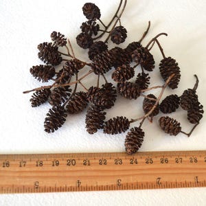 May include: A collection of brown dried alder cones, arranged on a white surface with a wooden ruler for scale. The cones are approximately 2.5-5 cm in length.
