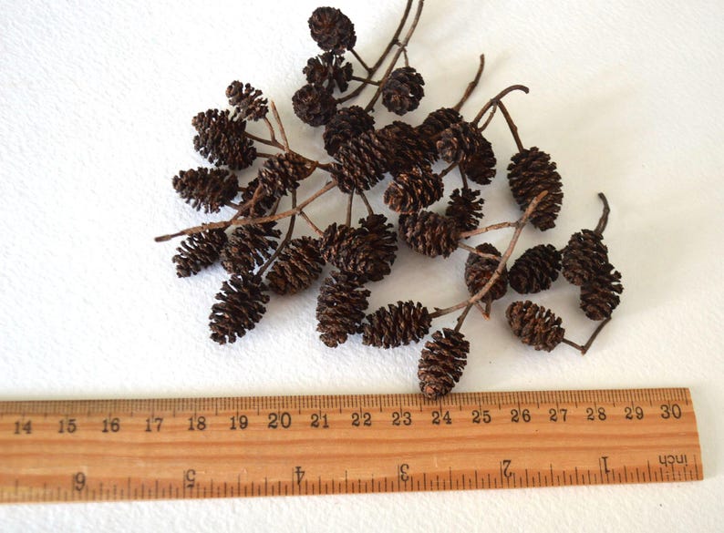 May include: A collection of brown dried alder cones, arranged on a white surface with a wooden ruler for scale. The cones are approximately 2.5-5 cm in length.
