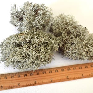 May include: Three clumps of light green reindeer moss, with a wooden ruler measuring up to 30 inches. The moss has a textured, natural appearance. The ruler is marked in inches.