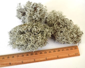 dry lichen for resin and decor, forest gray reindeer lichen moss cladonia dried real organic natural material for decor, medicine herb