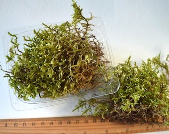 Musgo seco para resina y decoración, musgo verde bosque real seco, material natural orgánico real para decoración, hierba medicinal, musgo prensado, fabricación de manualidades