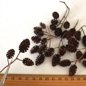 May include: A collection of brown dried alder cones on twig branches. The cones are arranged on a white surface with a wooden ruler marked with inches.