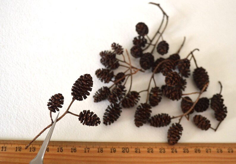 May include: A collection of brown dried alder cones on twig branches. The cones are arranged on a white surface with a wooden ruler marked with inches.