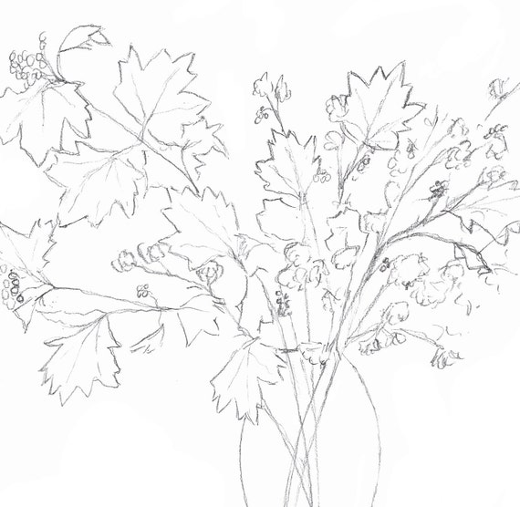 Maple Tree Line Drawing