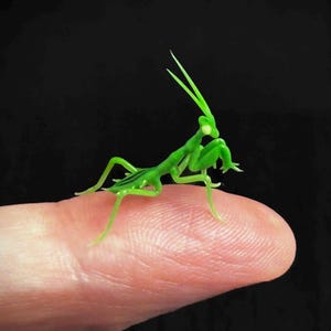 Könnte beinhalten: Eine kleine grüne Gottesanbeterin sitzt auf einem Finger. Die Gottesanbeterin hat lange, dünne Beine und einen zarten Körper.