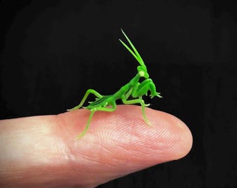 Tiny Baby Praying Mantis - Glass Figurine Sculpture