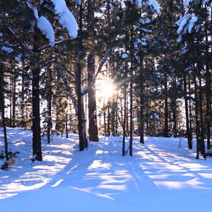 May include: A snowy forest scene with tall pine trees and sunlight shining through the branches.