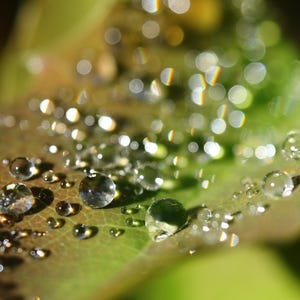 May include: Close-up of a leaf with water droplets. The leaf is a mix of green and brown, with a slightly serrated edge. Numerous clear water droplets of varying sizes are scattered across the leaf's surface, reflecting light.