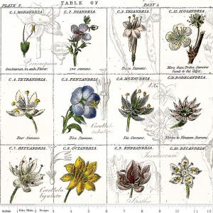 May include: A botanical illustration featuring a grid of detailed flower drawings with scientific labels. The artwork includes various flower types, each with a description of their stamen count. The color palette is a mix of white, green, yellow, and blue.