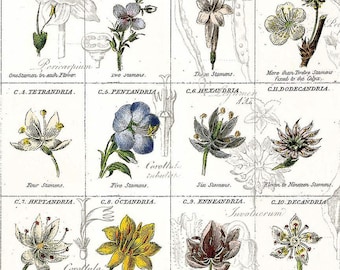 Sewing Seeds III Flower Classes White CD15684 van J. Wecker Frisch voor Riley Blake | Paneelgrootte = 24" x 44"