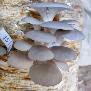 Oyster Mushroom Liquid Culture