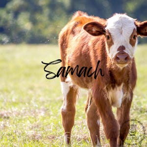 Ancient Relaxing Music: Samach [Audio]| For Stress Relief & Deep Sleep | Calming, Refreshing Sounds | Ambient | MP3 Download |