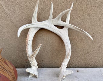 Pair of Deer Antlers Medium Sized, Buck Horns Display, Rustic Home Cabin Decor Southwestern