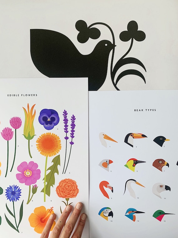 Edible Flowers: Chart / Poster / Food / Illustrations / Art Print