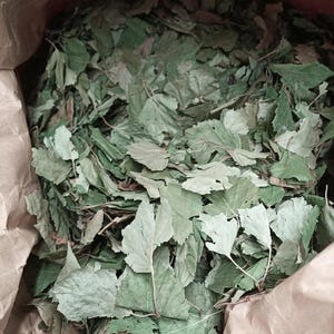 Dried Birch Leaves for Sale