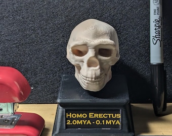 Homo Erectus Skull