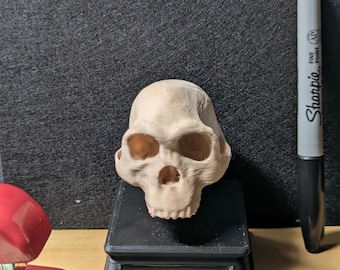 ホモ・ハイデルベルゲンシスの頭蓋骨レプリカ - Etsy 日本