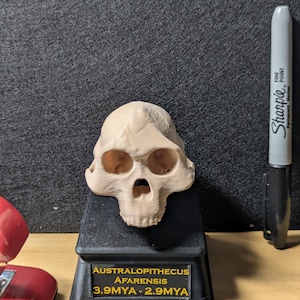 May include: A tan-colored Australopithecus Afarensis skull replica, mounted on a black stand. The stand has text that reads "Australopithecus Afarensis 3.9MYA - 2.9MYA". A black Sharpie marker and a ruler are in the background.