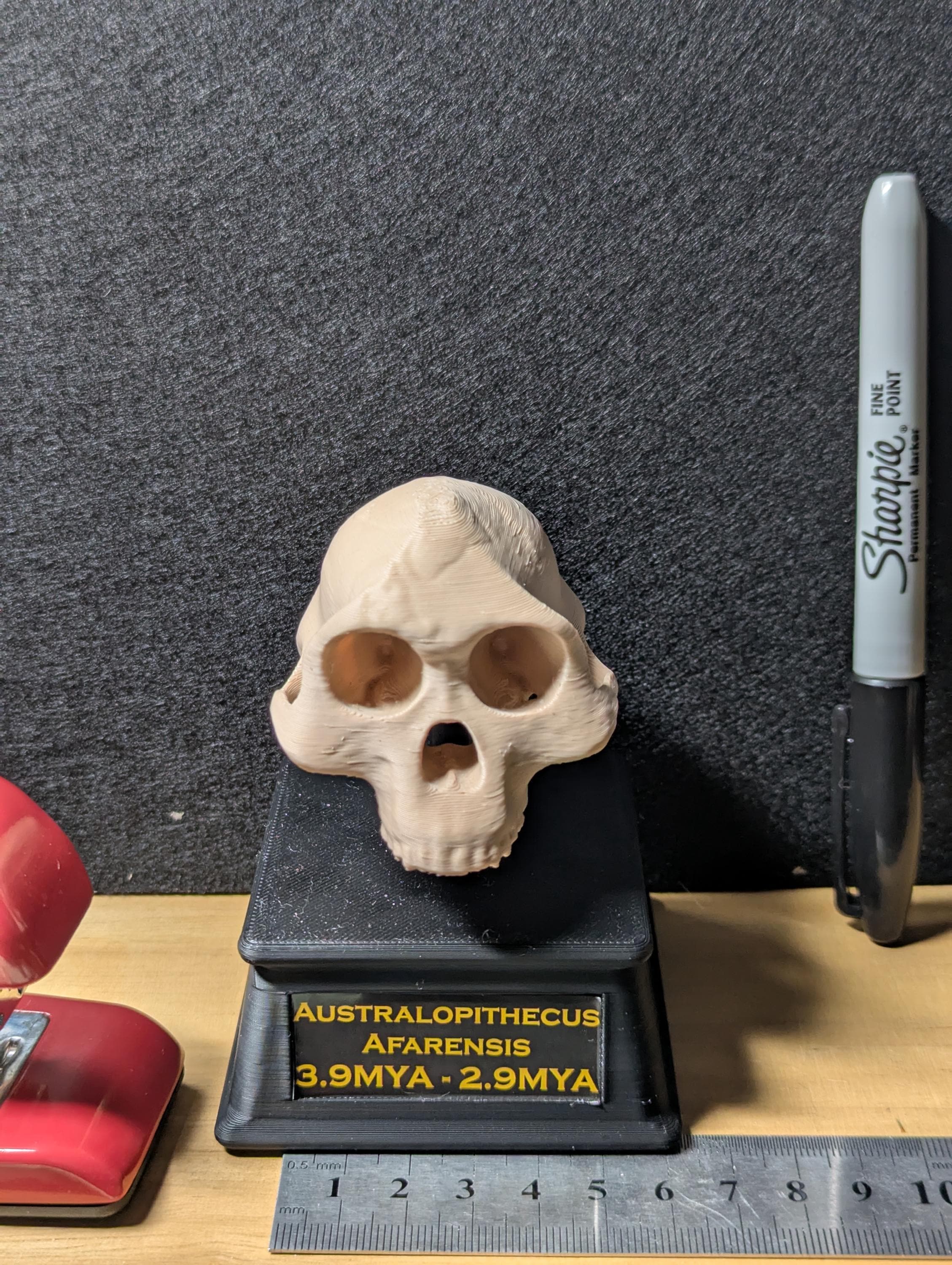 アウストラロピテクス·アフリカヌス実物大模型 アウストラロピテクス・アフリカヌス - Wikipedia